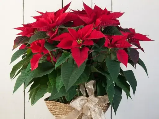 Christmas Poinsettia Arrangement