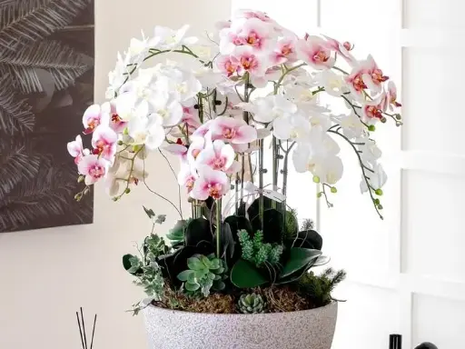 Premium Orchid Display